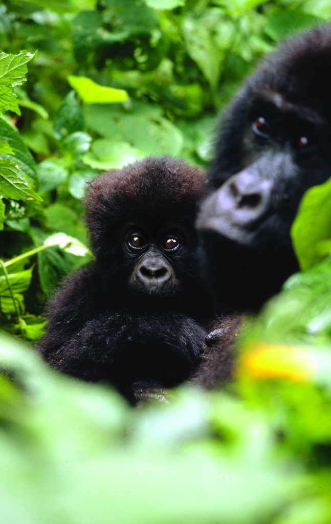 1.Mountain gorillas, Virunga National Park, Democratic Republic of Congo © Martin Harvey / WWF-Canon