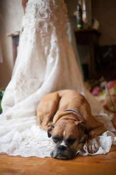 yes-i-do-wedding-pets2