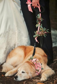 yes-i-do-wedding-pets5