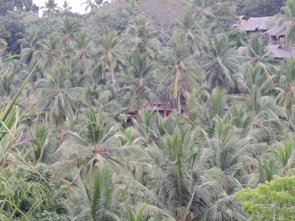 yesido-kerala-1