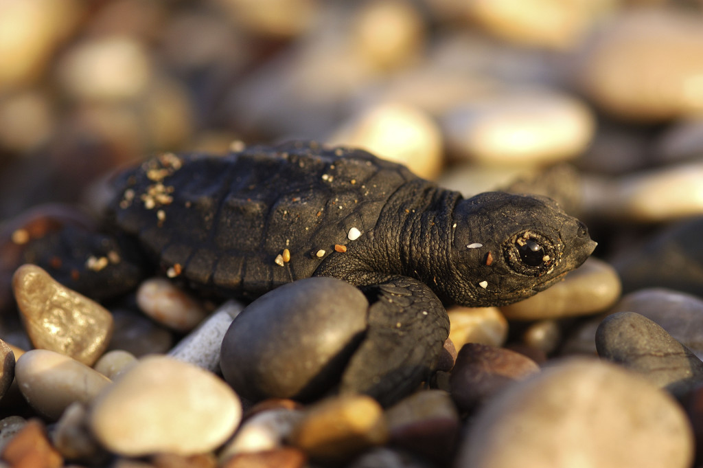 3.Loggerhead turtle (Caretta caretta); Cirali, Antalya Province, Turkey © Michel Gunther / WWF-Canon
