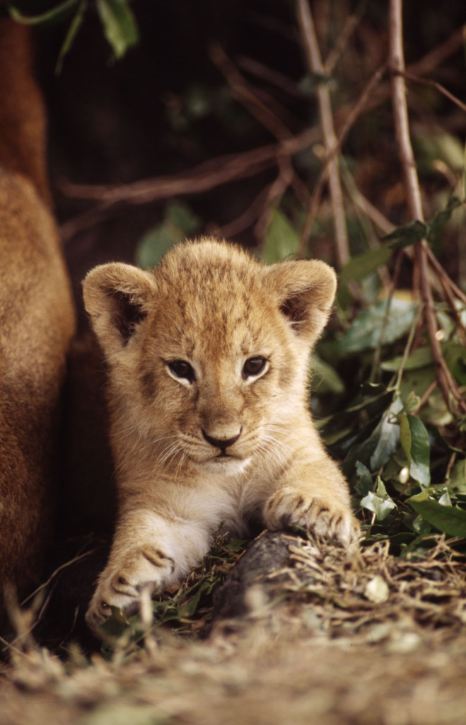 4.African lion (Panthera leo) © Fritz Pölking / WWF